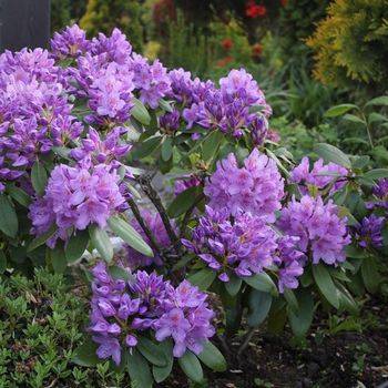 Рододендрон гибридный ‘Purpureum Grandiflorum’ (Rhododendron hybriden ‘Purpureum Grandiflorum’)